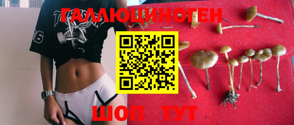 Псилоцибиновые грибы Cubensis Нововоронеж